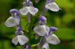 Showy skullcap